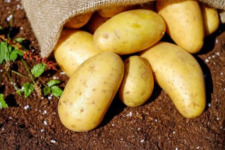 Irish potato nutrition facts